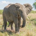 「世界最強の動物」ランキング　3位「ホッキョクグマ」2位「アフリカゾウ」…1位は「シャチ」