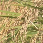 【コメ】コメ生産意向　3割が26年産「増産したい」　販売価格高騰が背景に　農水省が調査