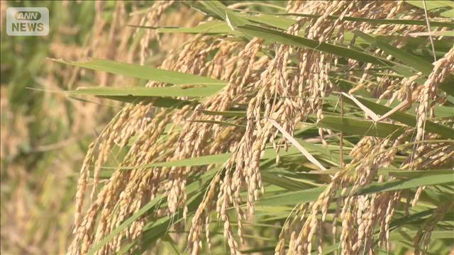 【コメ】コメ生産意向　3割が26年産「増産したい」　販売価格高騰が背景に　農水省が調査