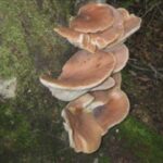 有毒の「ツキヨタケ」をバター炒めで食べ3人入院　「ヒラタケ」と言われてもらうも