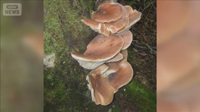 有毒の「ツキヨタケ」をバター炒めで食べ3人入院　「ヒラタケ」と言われてもらうも