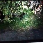 【仙台】住宅敷地内に3頭の親子グマ「やばいよ、でかいよ」