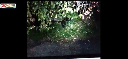 【仙台】住宅敷地内に3頭の親子グマ「やばいよ、でかいよ」