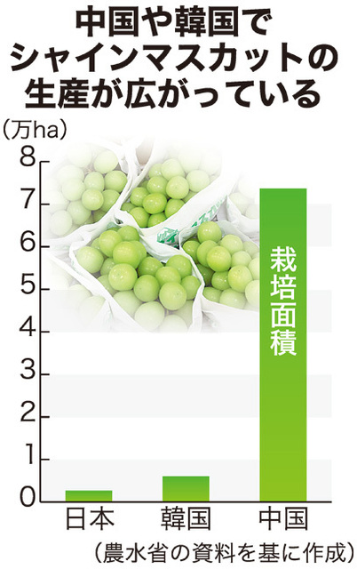 シャインマスカット流出拡大　栽培面積は、中国で日本の約30倍、韓国では2倍以上　ライセンス許諾も「効果は未知数」の声