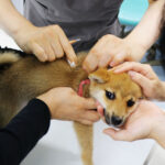 【厚生労働省】狂犬病ワクチン通年可能に　4～6月限定規則見直しへ