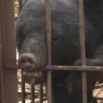 【（・(ｪ)・）】山形県　4月から9月のクマの捕獲数は585頭と発表　去年のおよそ倍