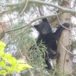 【（・(ｪ)・）】夜中に母屋のトイレに行く途中でクマに遭遇…離れで寝ていた40代男性が体長約1.3ｍのクマに襲われて負傷　新潟・長岡市