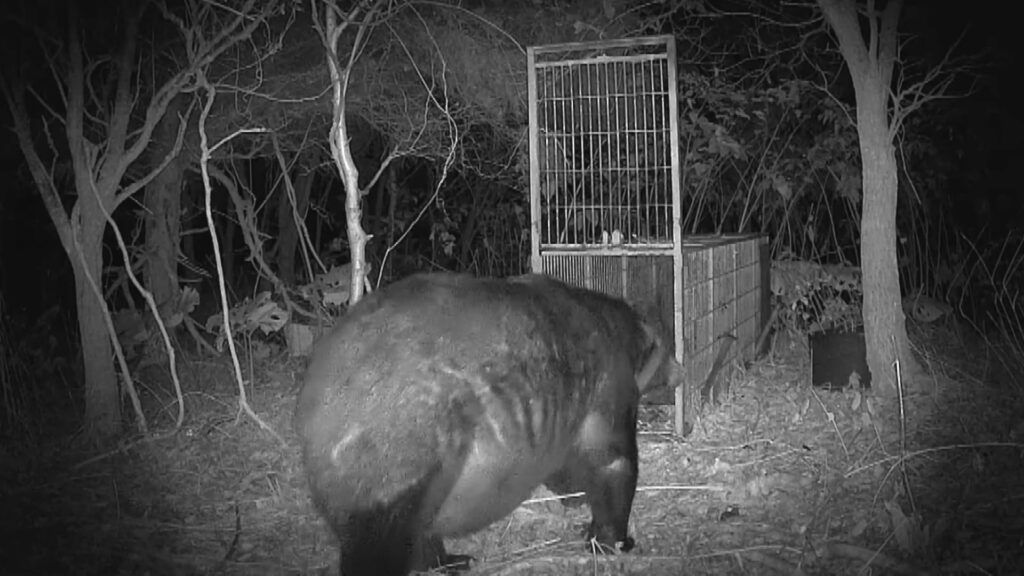 【北海道苫前町】”400キロの巨大クマ ”カメラが捉える…広い範囲で連日出没　警戒続く　※なお三毛別事件のクマは340キロ