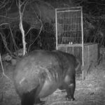 【北海道苫前町】”400キロの巨大クマ ”カメラが捉える…広い範囲で連日出没　警戒続く　※なお三毛別事件のクマは340キロ