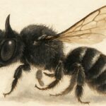 【昆虫】”悪魔の角”をもつ新種の蜂を発見、「ルシファー」と命名