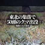 【クマ】東北の集落で、夜に“50頭のクマ”を確認。生配信中では41頭、その瞬間を、12万人がリアルタイムで目撃しました