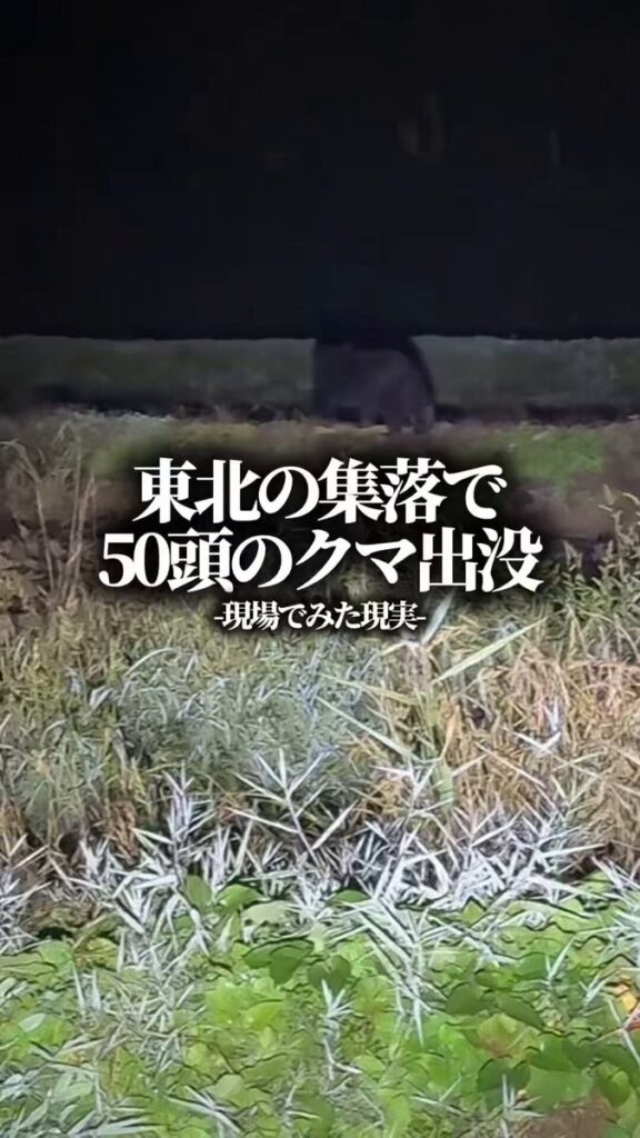 【クマ】東北の集落で、夜に“50頭のクマ”を確認。生配信中では41頭、その瞬間を、12万人がリアルタイムで目撃しました