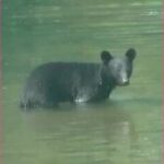 キノコ採りの60代男性がクマに襲われケガ　持っていたナタで追い払う　福島・檜枝岐村