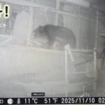 【仙台】深夜の家の前“窓をのぞく直立クマ”青葉区の住宅で干し柿60個を食べ尽くす【映像】