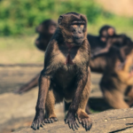 【インド】サルの群れにさらわれた赤ちゃん、水の入ったタンクに落とされ死亡…サルと人の衝突が頻発