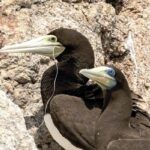 【プラ】釣り糸による野鳥被害が多発、ハヤブサなど絶滅危惧種も…野鳥の会が初調査「深刻さに目を向けて」