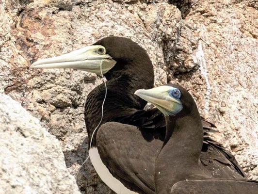 【プラ】釣り糸による野鳥被害が多発、ハヤブサなど絶滅危惧種も…野鳥の会が初調査「深刻さに目を向けて」