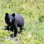 【宮城】クマがキノコ狩りの４人グループ襲撃、７０代女性が心肺停止…別の女性１人と連絡取れず