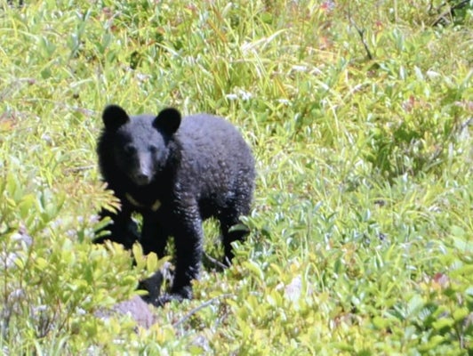 【宮城】クマがキノコ狩りの４人グループ襲撃、７０代女性が心肺停止…別の女性１人と連絡取れず