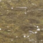 【鳥取】住宅街の用水路に大量「アユ」出現…住民驚き　勝手に捕っても良い?　確認してみると…