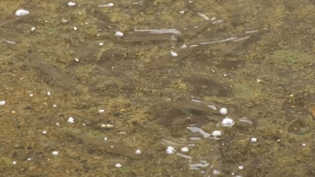 【鳥取】住宅街の用水路に大量「アユ」出現…住民驚き　勝手に捕っても良い?　確認してみると…