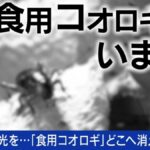 【食】「食用コオロギ」はどこへ…「培養肉」は進んだ？食糧危機を救うと言われた新たな“食材たち”の今