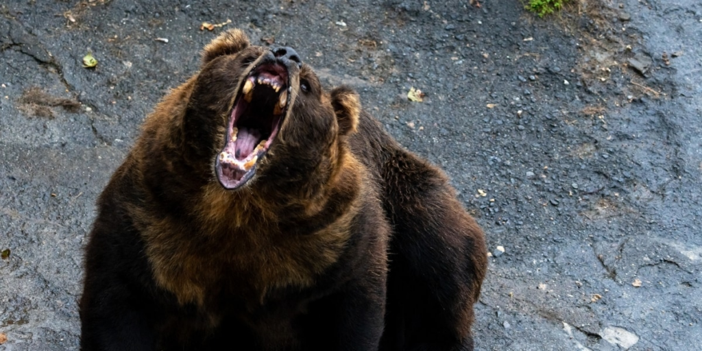 【クマ】「プーさんみたいな可愛いクマはいない」全国で相次ぐ熊被害…駆除か共生か、分断される世論