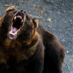 【クマ】「プーさんみたいな可愛いクマはいない」全国で相次ぐ熊被害…駆除か共生か、分断される世論