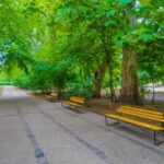 街路樹安全確保で指針策定へ　自治体向け、交通量考慮し重点化―国交省