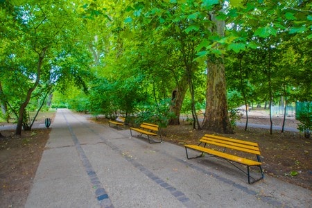 街路樹安全確保で指針策定へ　自治体向け、交通量考慮し重点化―国交省