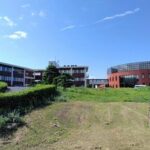 【世界初】小麦とトウモロコシの雑種が誕生　新作物につながる可能性も