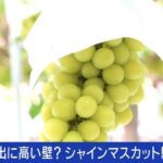 【海賊版シャインマスカット野放しに？国産を譲らない輸出戦略】弁理士「中国は日本産だと偽っている…風評被害がすごい」