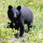 【（・(ｪ)・）】クマに襲われたとみられる犠牲者、今年度９人目に…「人を見ても逃げなくなった」「キノコ採りやめる」