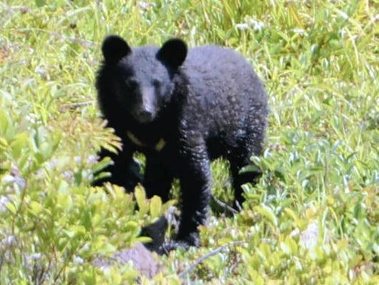 【（・(ｪ)・）】クマに襲われたとみられる犠牲者、今年度９人目に…「人を見ても逃げなくなった」「キノコ採りやめる」