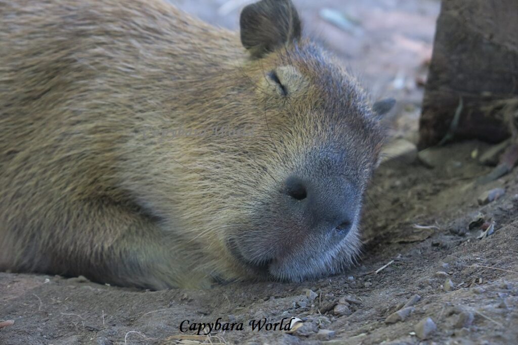 東京でネズミに噛まれた外国人女性　「東京はきれいな所とは言えない」
