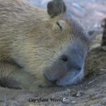 東京でネズミに噛まれた外国人女性　「東京はきれいな所とは言えない」