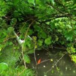 【新潟】誰にも気づかれず、十数年ひとりぼっち　空き家裏の小さな池で生きていた金魚を保護