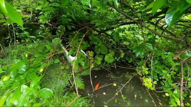 【新潟】誰にも気づかれず、十数年ひとりぼっち　空き家裏の小さな池で生きていた金魚を保護