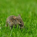 【研究】新型コロナでマウスの精子変化、子孫に強い不安傾向