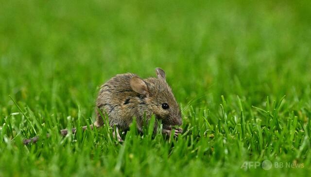 【研究】新型コロナでマウスの精子変化、子孫に強い不安傾向