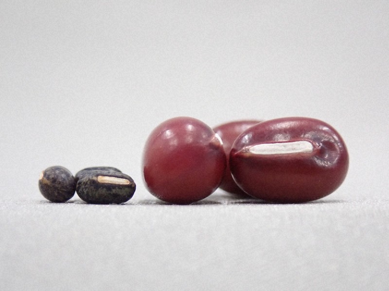 【食べ物】あんこに不可欠のアズキ、栽培は日本発祥　「中国起源説」を覆す研究