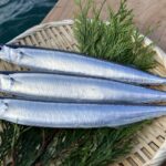 【食べ物】「太いサンマができるのかな」と反響！マルハニチロが水族館と協力しサンマの養殖に成功