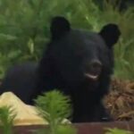 【（・(ｪ)・）】クマが背後から覆いかぶさる　自宅敷地内で女性がクマに襲われケガ　山形・飯豊町