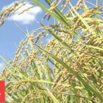 【コメ】コメ増産　収穫量過去最大　なぜ価格は高止まり