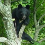 【（・(ｪ)・）】トラックがクマと衝突、後続車も次々と…宮城県の国道４号で６台が事故