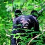 【´･(ｪ)･｀)純情派】 “はぐれ子グマ”に注意　危険な場所＆安全な場所も分からず、小さくても攻撃力は高い