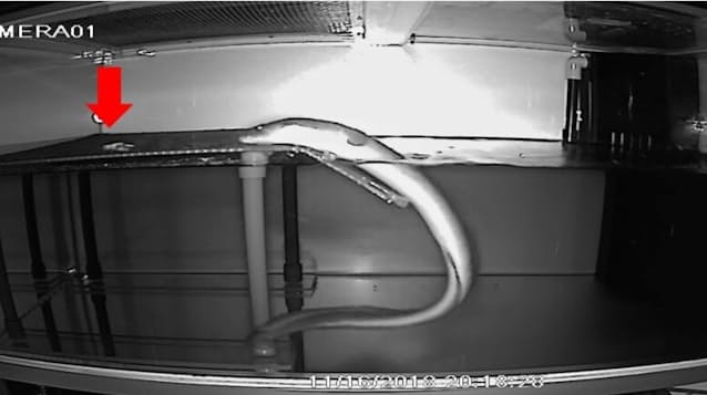【研究】ウナギが陸上で「狩り」、東京大学が発見　虫やトカゲ食べる