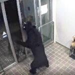 【秋田】民家にクマが居座る湯沢駅周辺、消防本部の玄関にも侵入…秋田県で１日に男女６人が襲われる