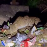 頂点捕食者であるインドのヒョウが、ゴミを漁って食べている