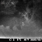 【山形】クマのしわざか　畑のリンゴ５０キロ、食い荒らされる